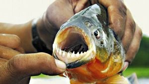 Volvieron los ataques de palometas en el río Paraná una mujer fue