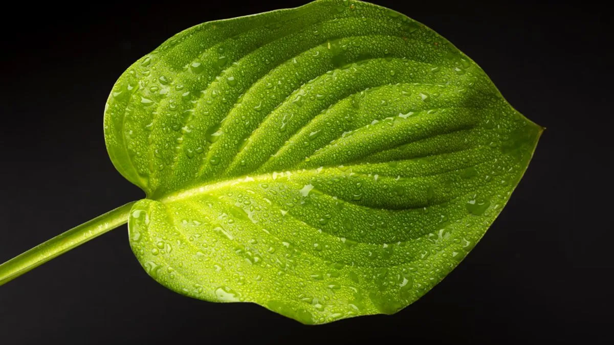 La <b>inteligencia artificial</b> podría ayudar a evitar la extinción de miles de especies de plantas thumbnail