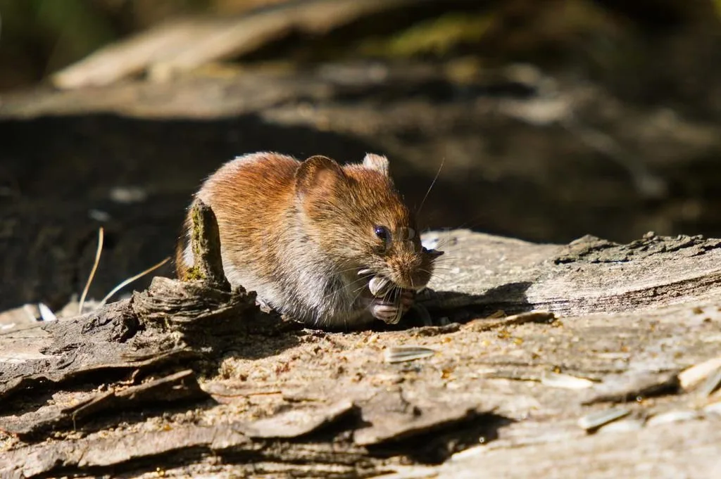Falleció una mujer de 29 años y ya son 10 las muertes por hantavirus en el país