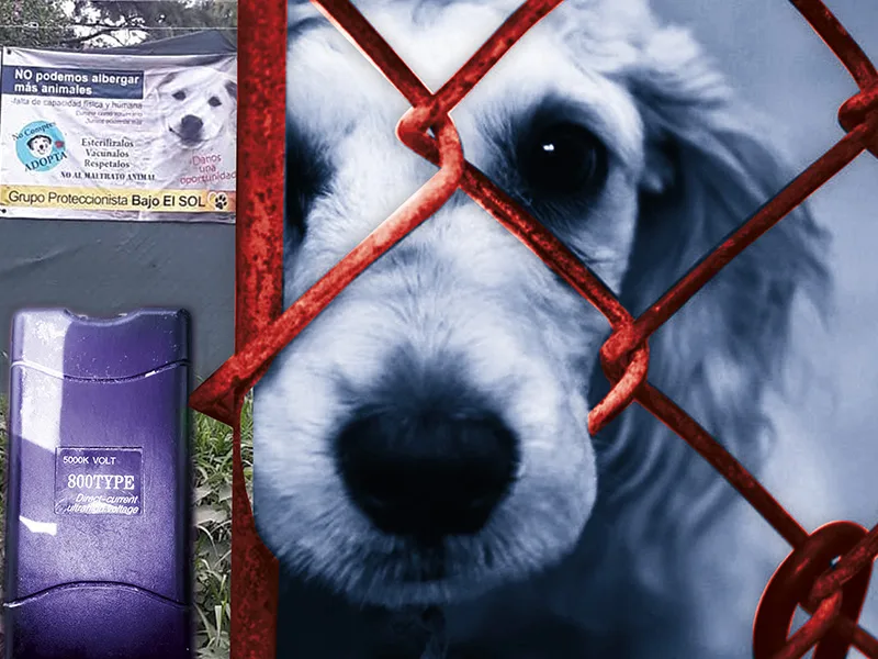 Grave: acusaron a una proteccionista animal de picanear perros en Baigorria
