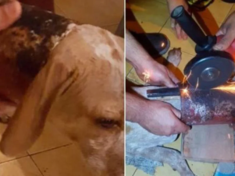 Bomberos rescataron a un perro que quedó atascado en un caño