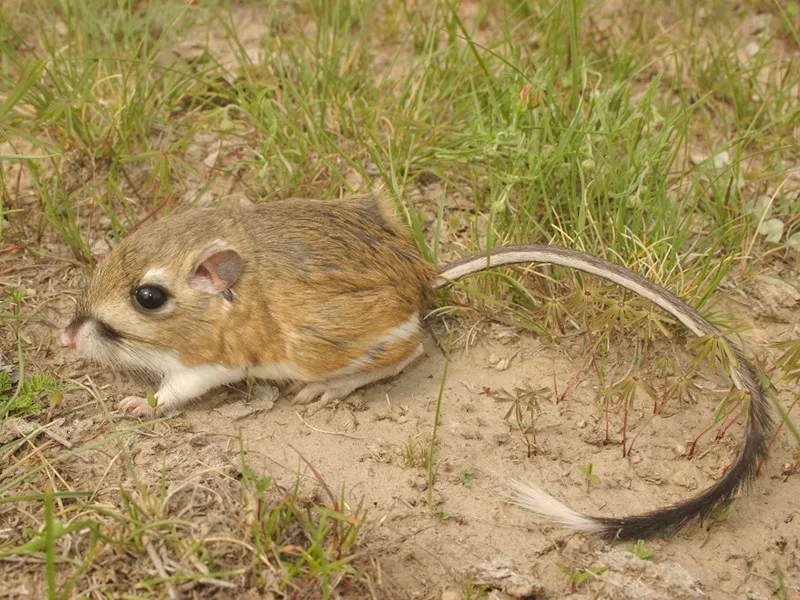 La rata canguro reapareció en México y ahora está amenazada de nuevo