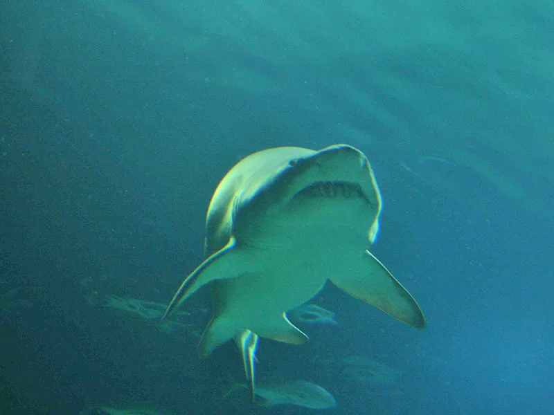 Advierten que se vieron tiburones amenazados en las costas marplatenses