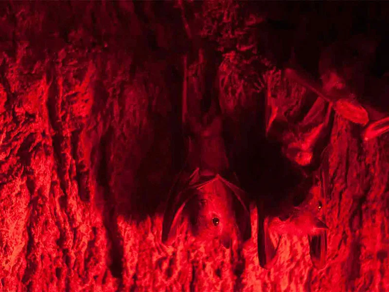Narcos mexicanos impiden investigación sobre vampiros