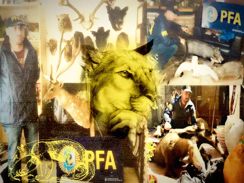 Imputaron a taxidermista por comercializar especies protegidas
