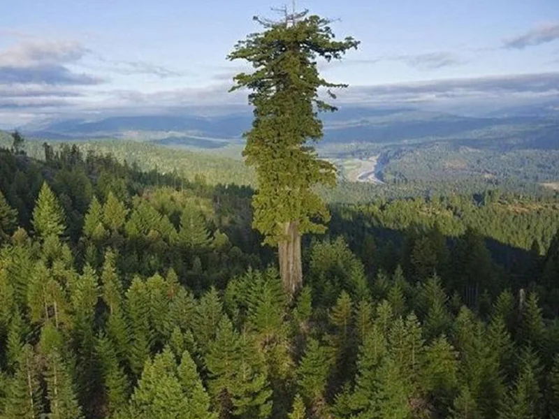 Devuelven a la vida a milenarias sequoias taladas hace más de un siglo