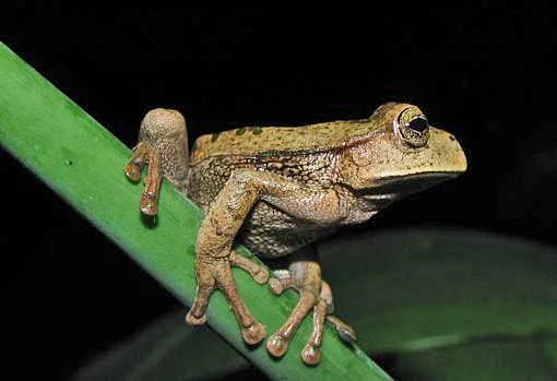 Descubren qué está matando a las ranas en todo el mundo desde hace 50 años
