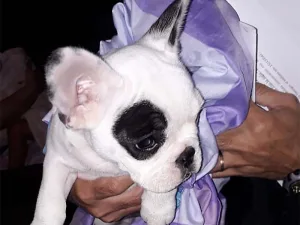 Allanamientos por secuestro y robo: recuperan autos y hasta un cachorro