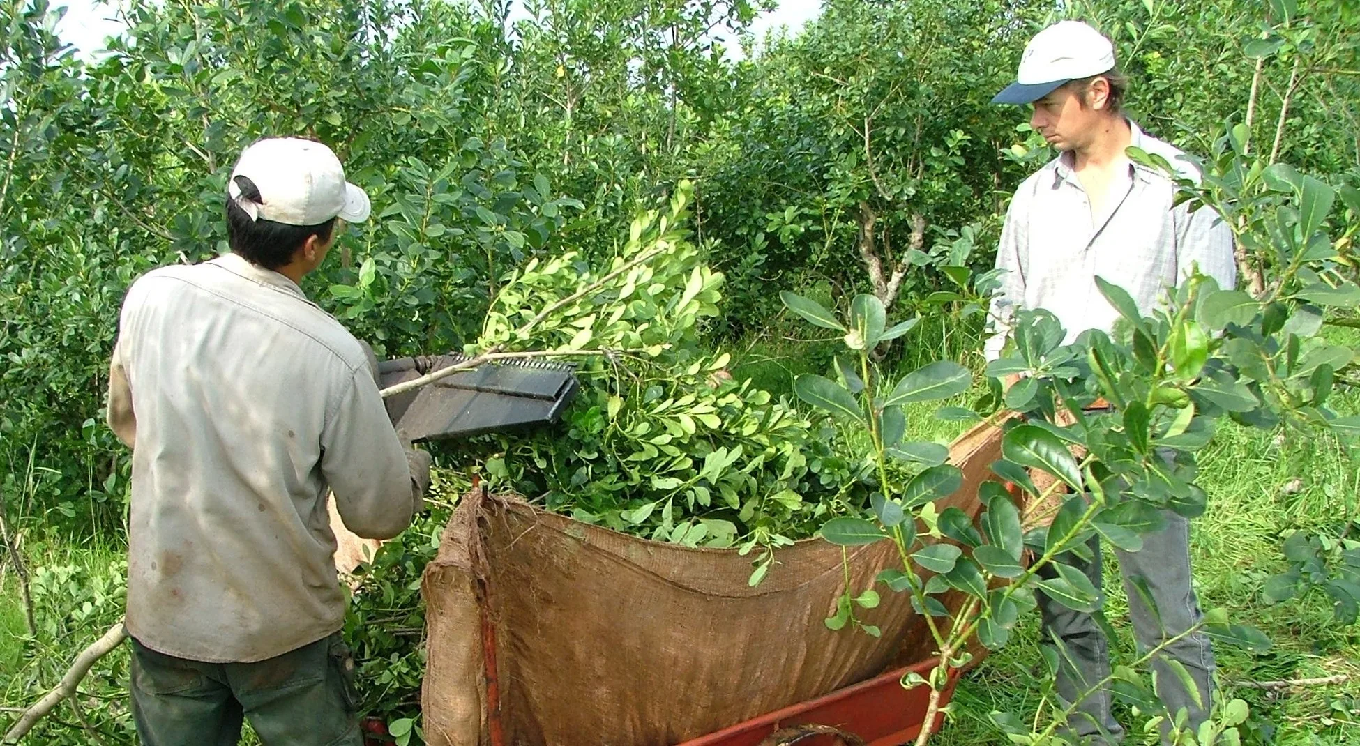 Le pagarán más la yerba a los productores y se avecina otro aumento en góndolas