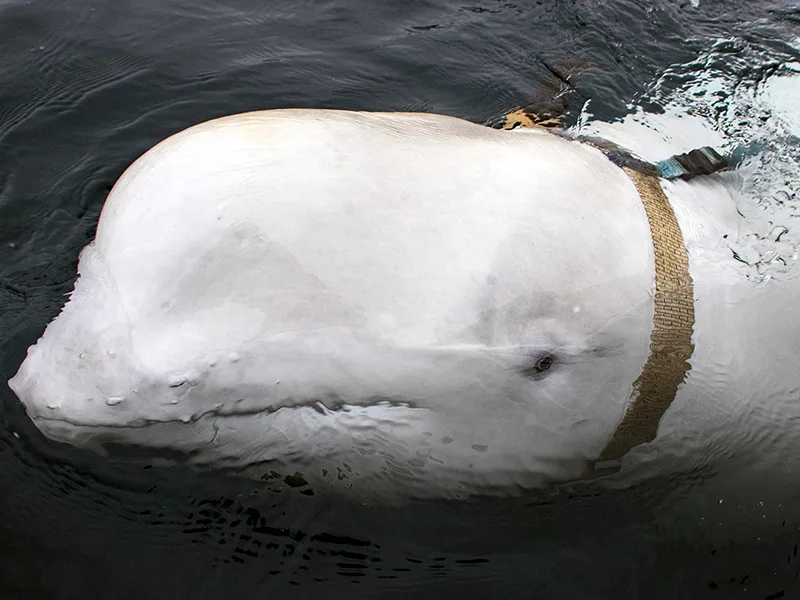 ¿Espía de Moscú? Una beluga alimenta fantasías en Noruega