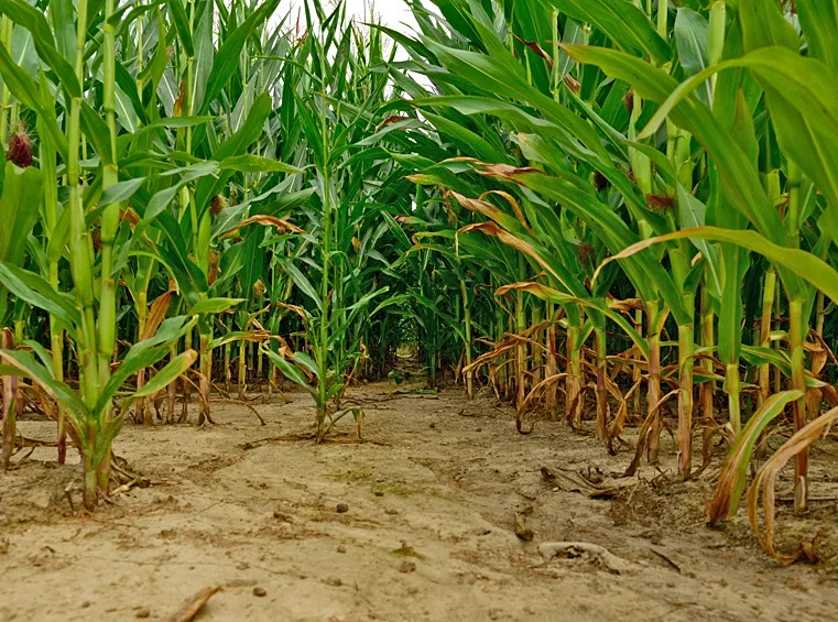 Los suelos agrícolas de la región pampeana perdieron la mitad de sus nutrientes