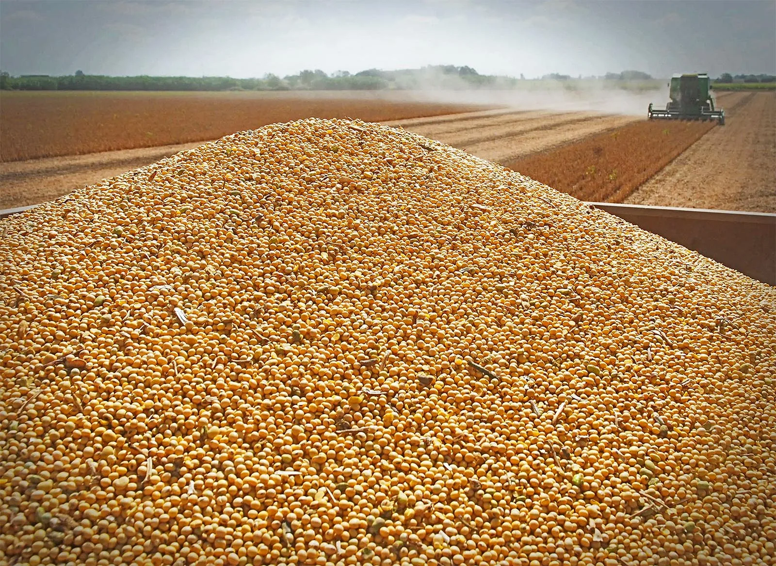 Detienen a contador rosarino por descomunal venta de cereales en negro