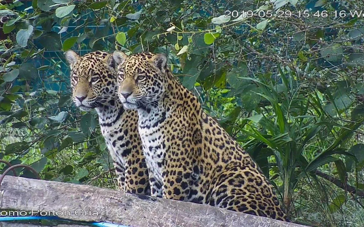 Los correntinos Arami y Mbareté, cachorros de yaguareté, cumplen un año