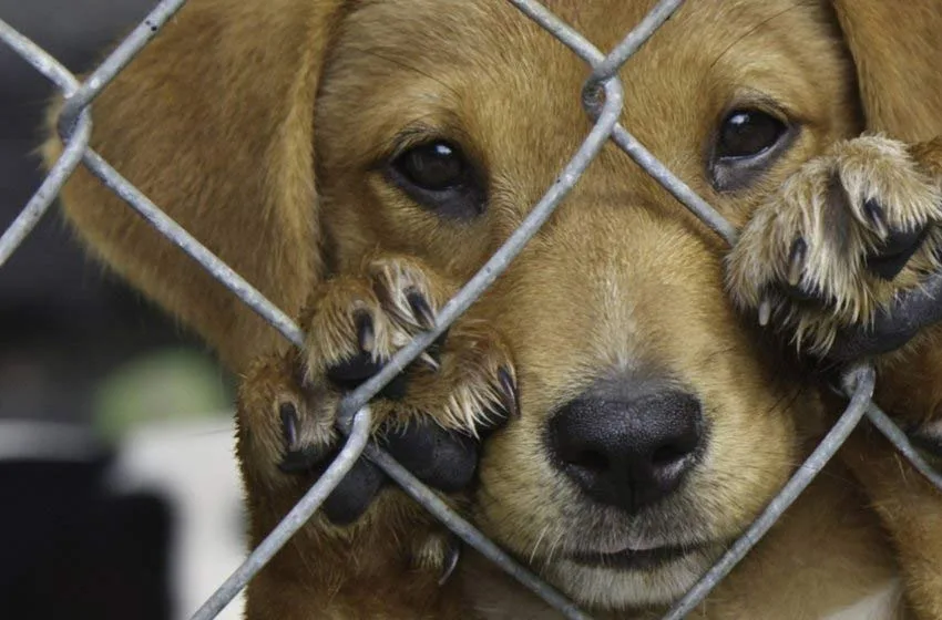 Un perro estuvo 20 días abandonado por sus dueños en una casa sin agua ni comida