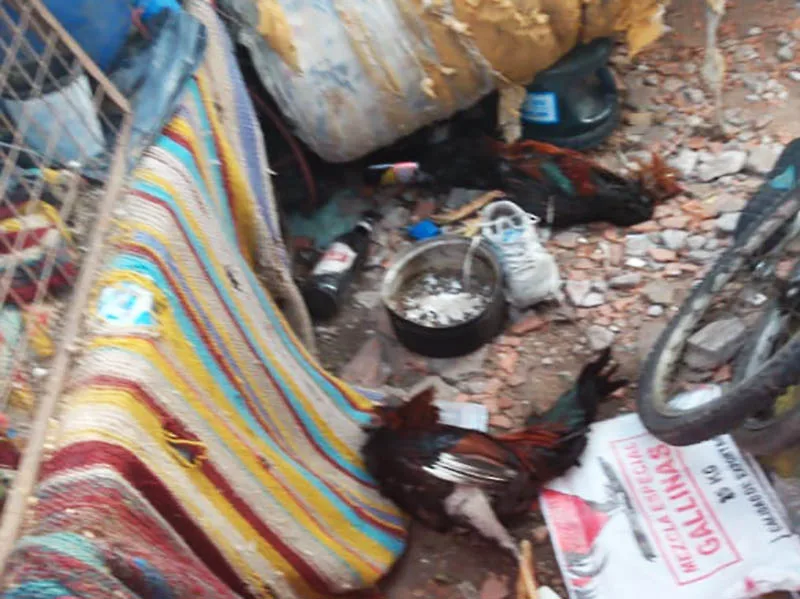 Fueron por un auto robado y encontraron gallos de riña y autopartes