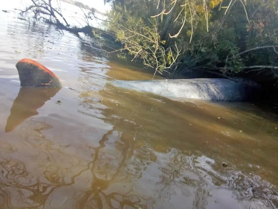 Una ballena fue encontrada sin vida en el río Paraná