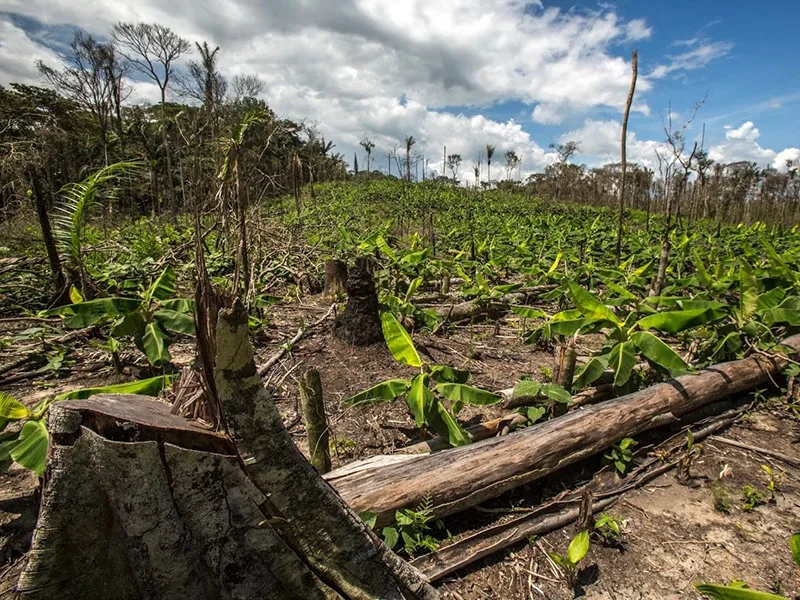 La deforestación tropical y el calentamiento, suma mortal para la vida salvaje