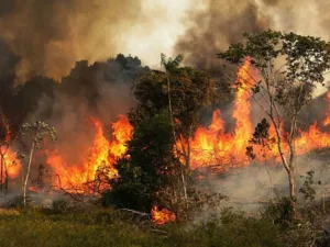 Se quema la Amazonia en Brasil, Bolsonaro culpa a ONGs y sigue la deforestación