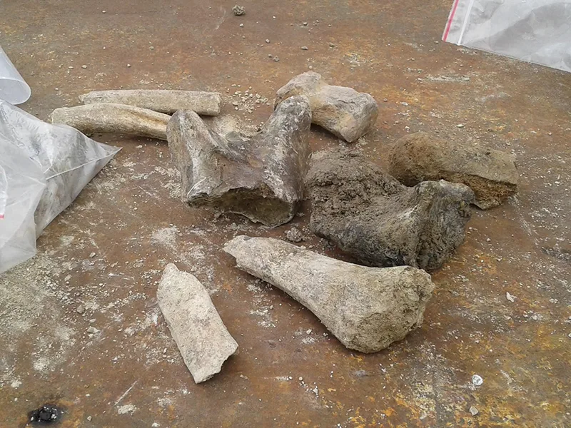 Encontraron restos de un mastodonte en las barrancas del arroyo Saladillo