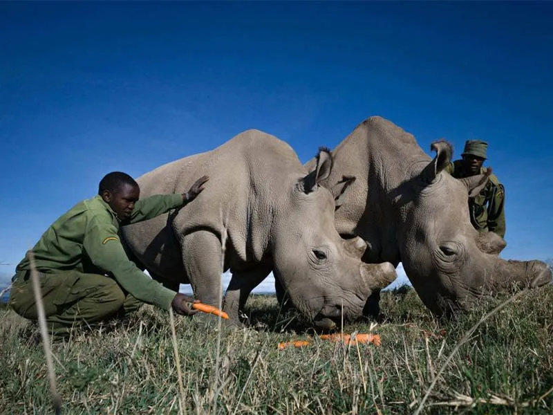 Científicos extraen óvulos de rinoceronte blanco para intentar salvar la especie