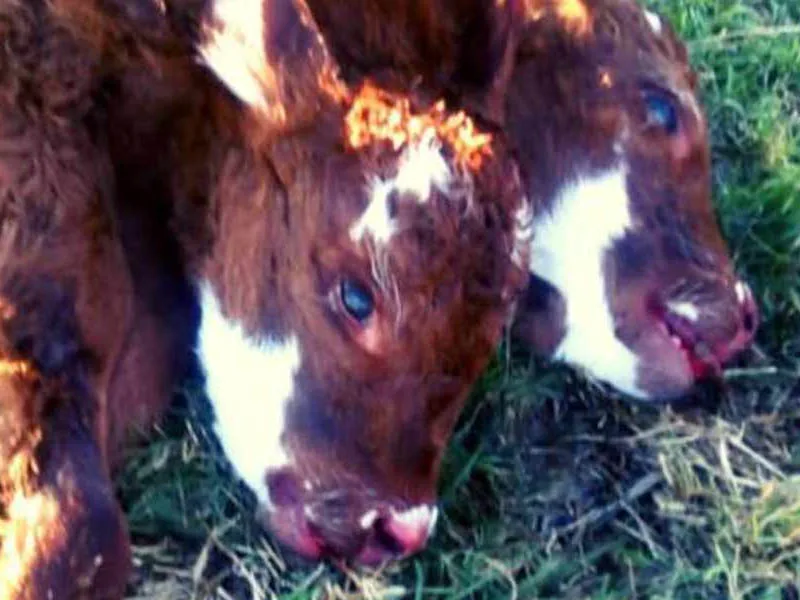 Nació una ternera con 2 cabezas en el sur bonaerense y sobrevivió 12 horas