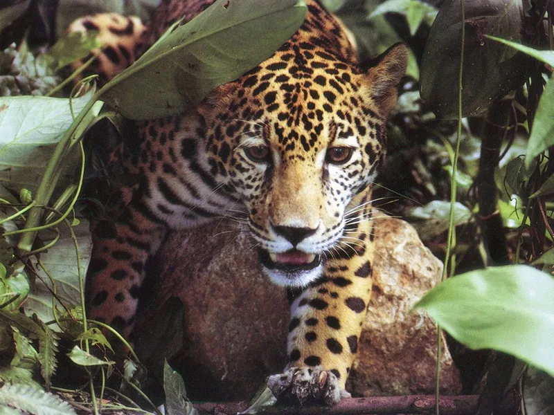 Greenpeace alerta: 80% de deforestación argentina ocurre en la región chaqueña