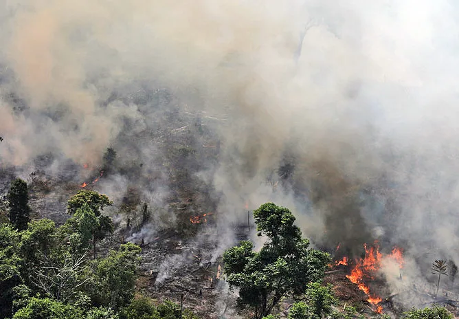 Amazonia devastada: es el año con más incendios en la historia de Brasil
