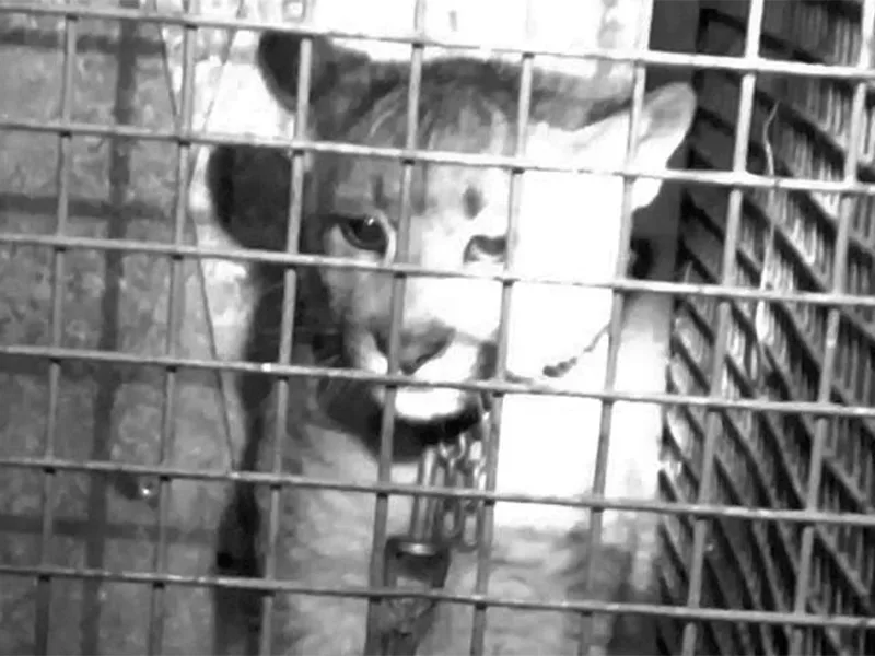 Rescataron a un cachorro de puma que tenían de mascota en una casa en San Luis