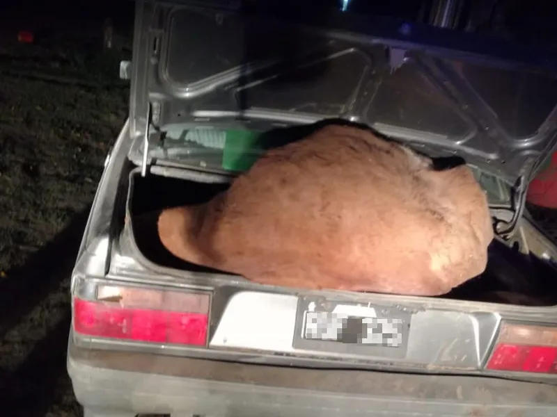 Carmen del Sauce: encuentran dentro de un auto una vaca y dos lechones sin vida
