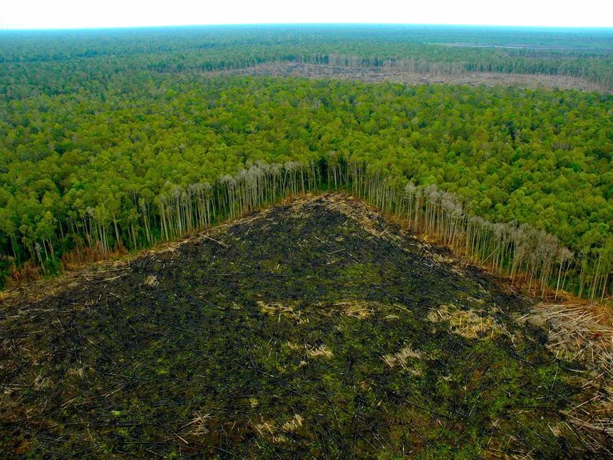 Producción nativa, una clave para poner a salvo la Amazonia