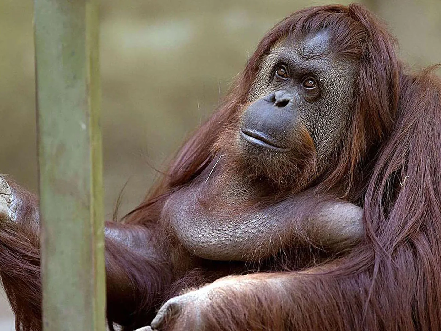La justicia porteña ordenó que la orangutana Sandra sea trasladada a EEUU