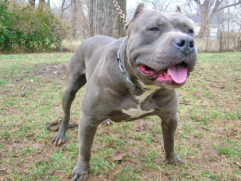 A una mujer atacada por su perro pitbull tuvieron que amputarle un brazo