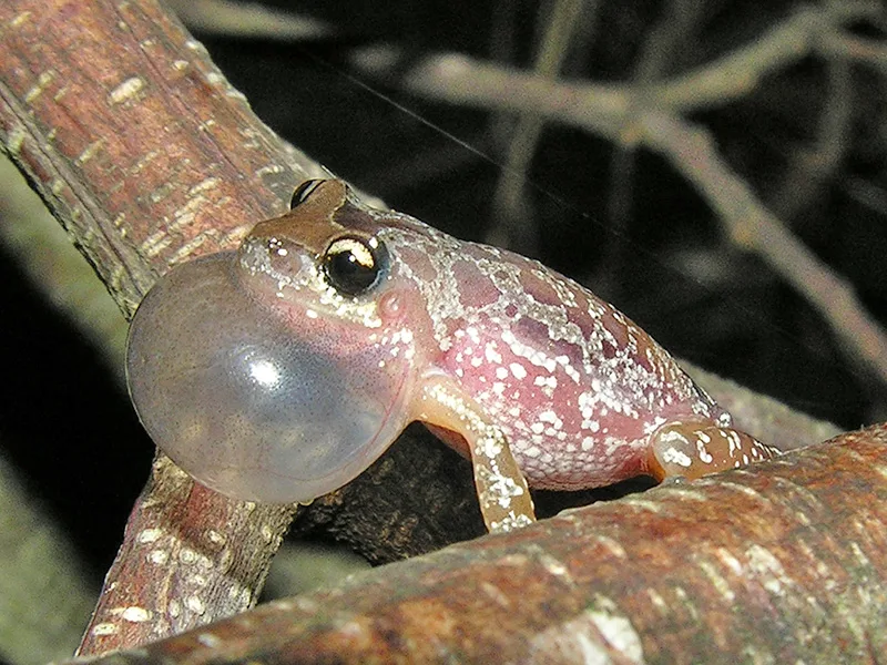 Una nueva especie de rana fue nombrada en homenaje a Fontanarrosa