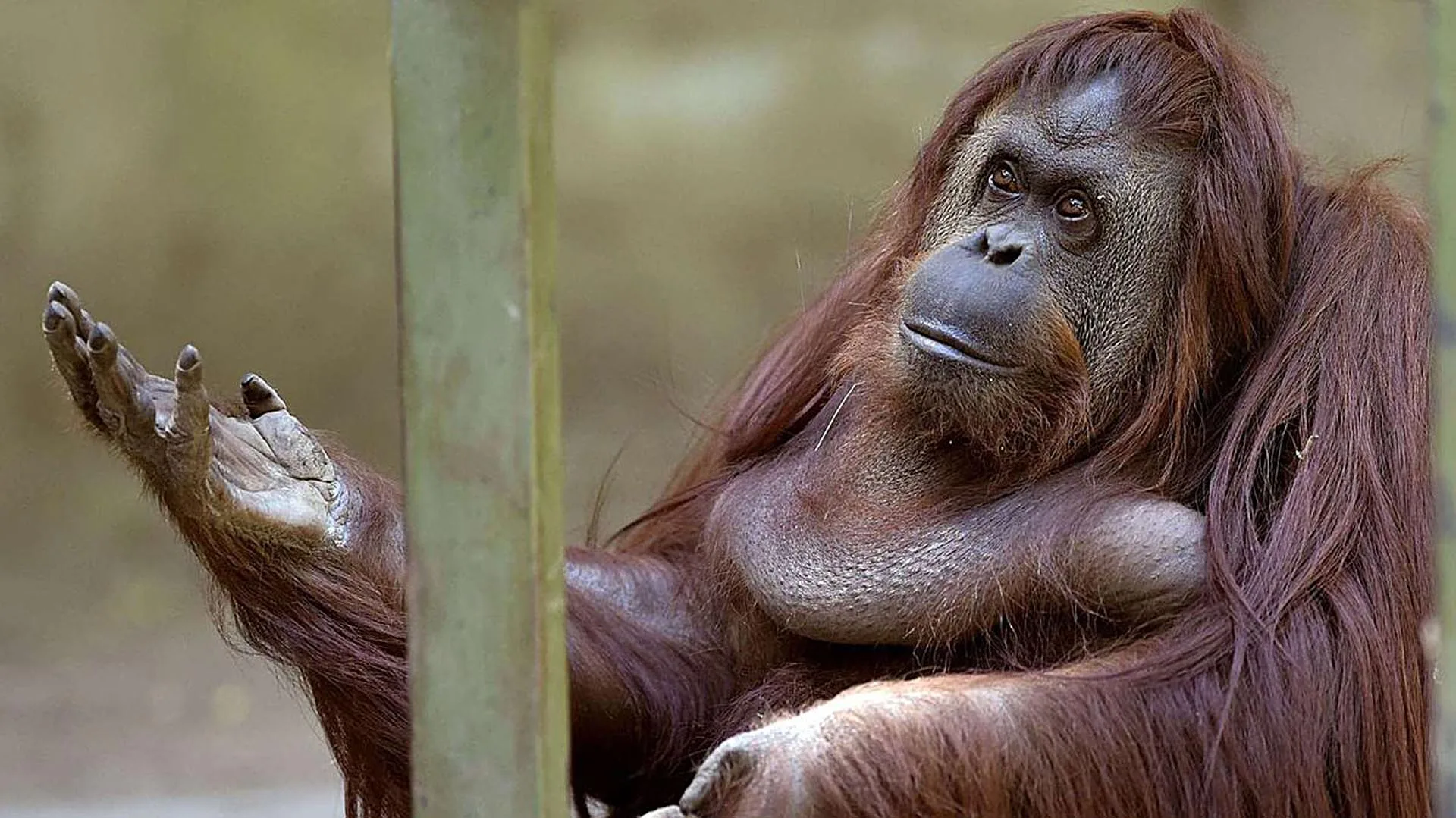 Final feliz: la orangutana Sandra será trasladada a un santuario de Florida