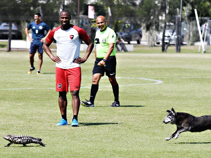 Curiosa imagen en la práctica de Newell’s: la iguana, el perro y la Pantera