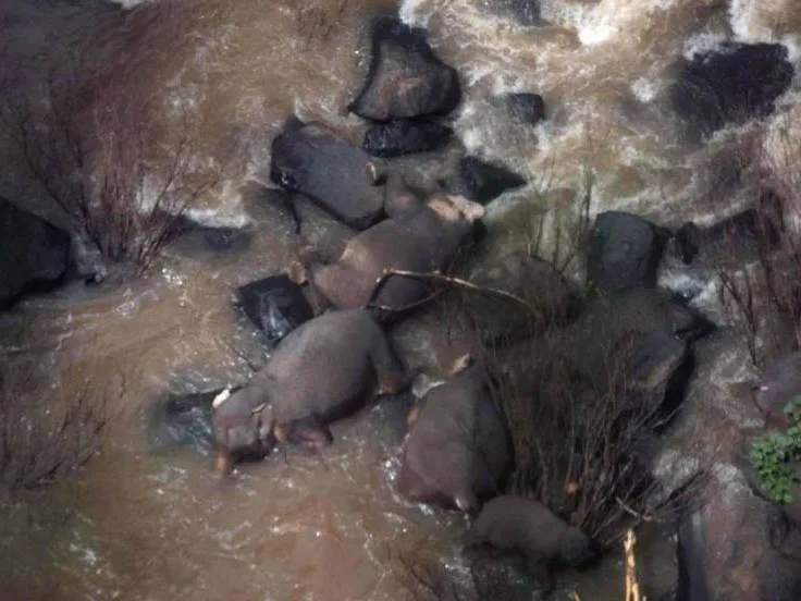 Hallan 5 elefantes muertos en la misma cascada donde habían encontrados otros 6