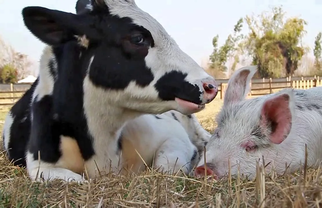 Informe sobre frigoríficos: más carne a China, menos a los estómagos argentinos