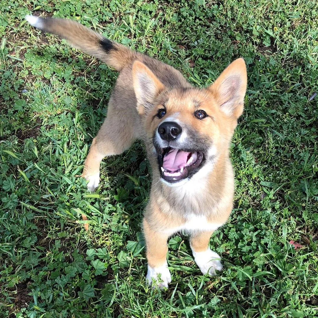 Wandi, el perro salvaje que escapó de las garras de un águila y se hizo famoso