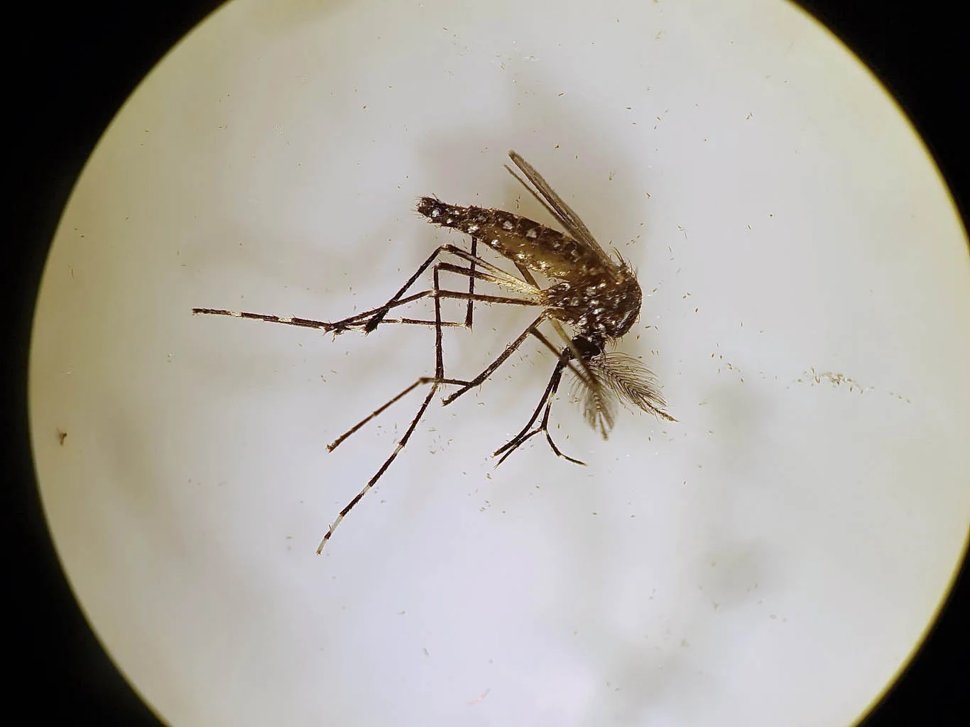 El dengue invadió todo el continente y llegó a su máximo en Latinoamérica