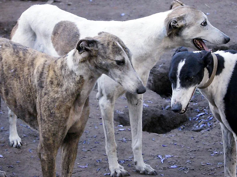Una agrupación que rescata galgos abandonados pide ayuda para seguir funcionando