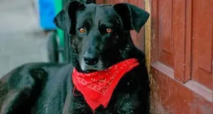 Chile revive la historia del perro Matapacos, símbolo de resistencia popular