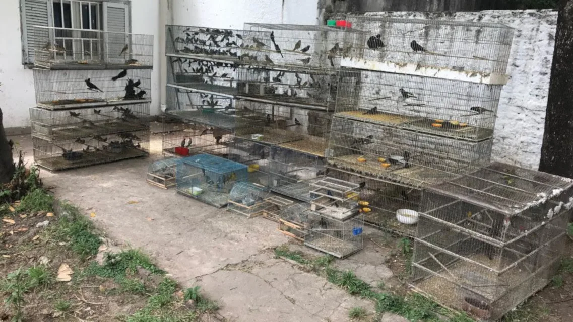 Naturaleza en jaula: tenían 300 aves autóctonas cautivas en una casa en Rosario