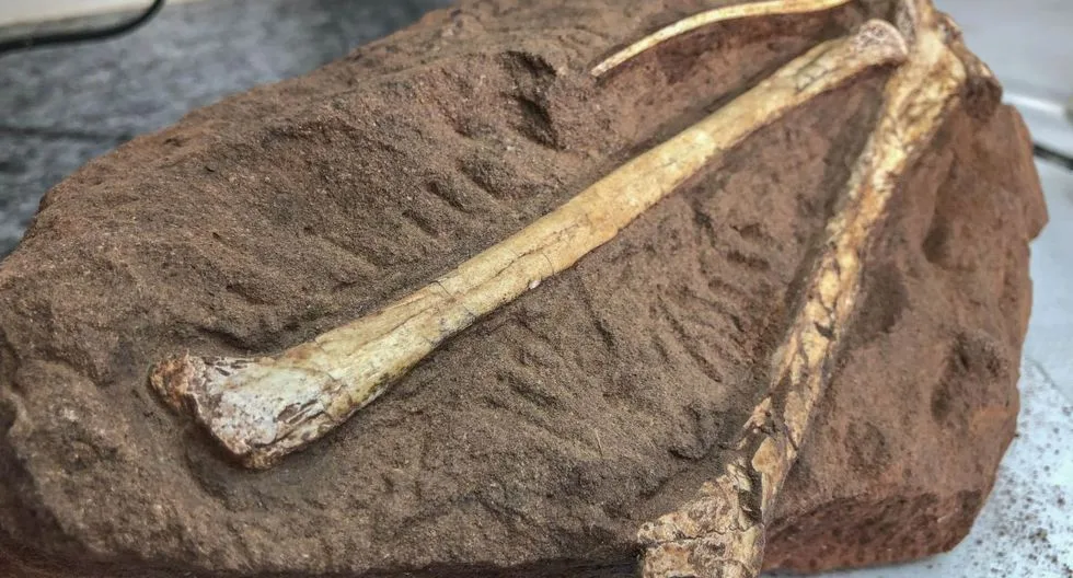 Por primera vez hallan en Ecuador un fósil de una especie nueva de dinosaurio