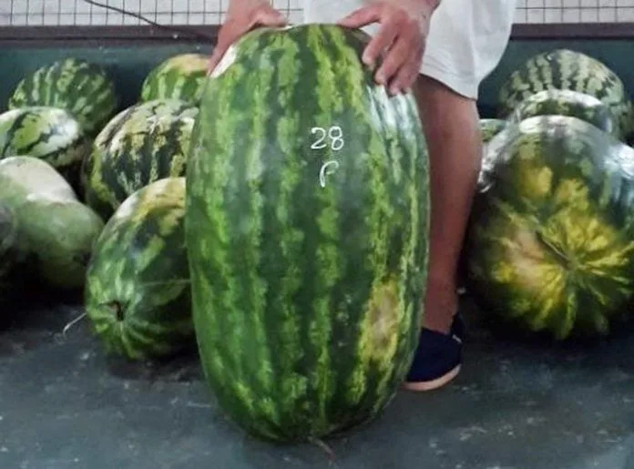 Con una sandía de casi 45 kilos ganó la Fiesta provincial de Corrientes