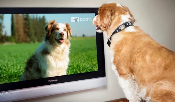 Espacio de TV para perros para que no sufran con la pirotecnia en las fiestas