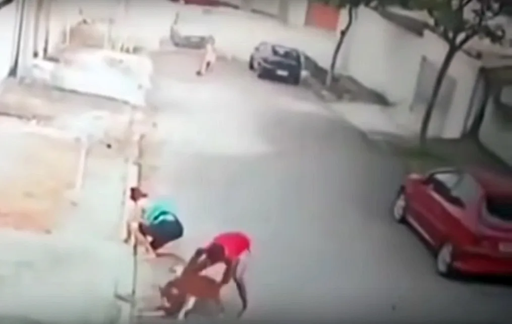 Joven salvó a nene de 5 años del feroz ataque de un pitbull en Río de Janeiro