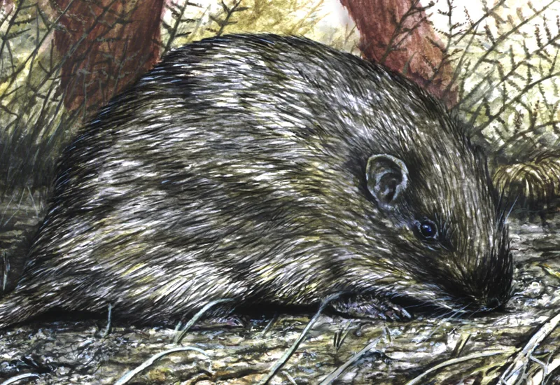 Sorpresa: hace 400 mil años había ratas con espinas en Miramar