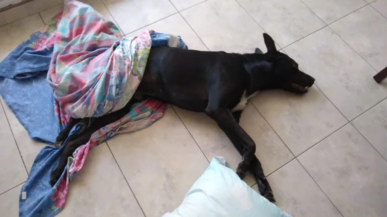 Bronca y dolor por Tony, perro de Arroyito que tiraron de un tercer piso de Pami