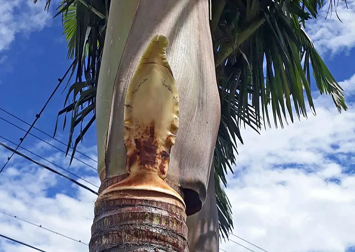 Revuelo en Reconquista: ¿singular brote de palmera o la imagen de la Virgen?