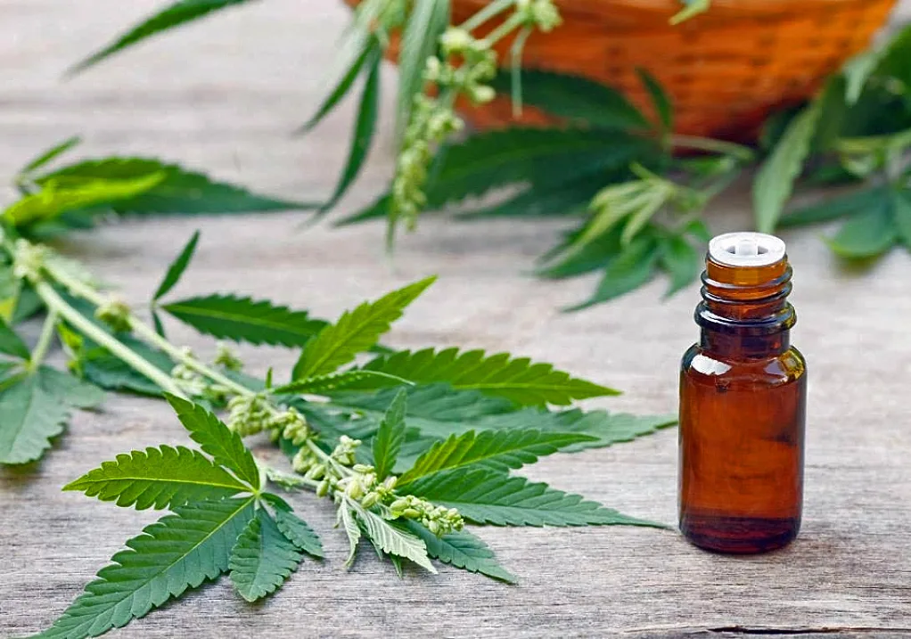 Varias provincias buscan adecuarse a la ley nacional de investigación del uso medicinal del cannabis